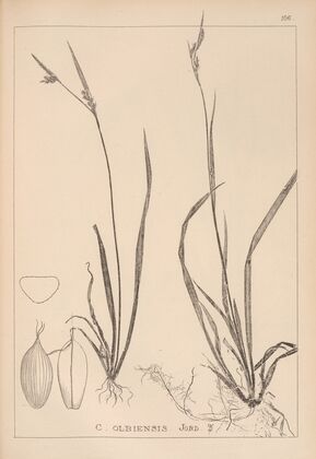 Herbier de la flore française Pl.1278 (1867-1876)