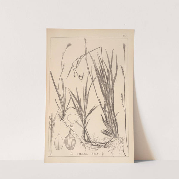 Herbier de la flore française Pl.1279 (1867-1876) by Louis Antoine Cusin