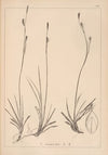 Herbier de la flore française Pl.1280 (1867-1876)