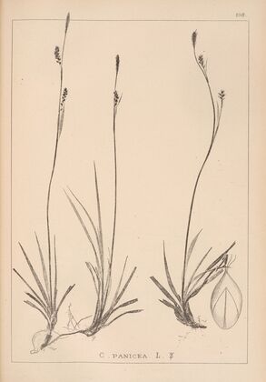 Herbier de la flore française Pl.1280 (1867-1876)