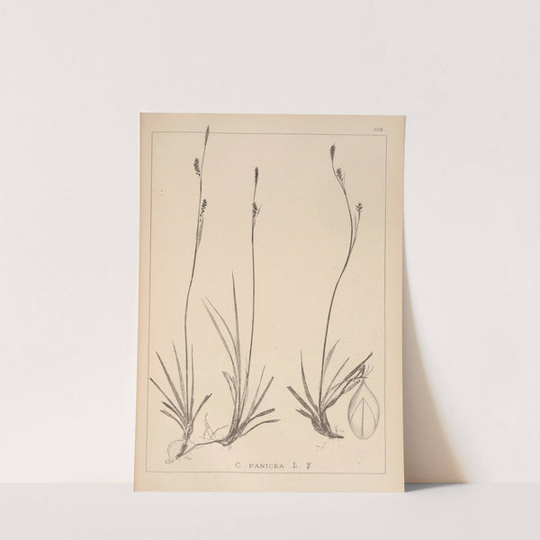 Herbier de la flore française Pl.1280 (1867-1876) by Louis Antoine Cusin