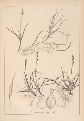 Herbier de la flore française Pl.1282 (1867-1876)