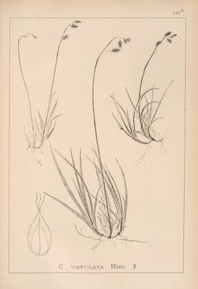 Herbier de la flore française Pl.1283 (1867-1876)