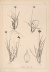 Herbier de la flore française Pl.1285 (1867-1876)