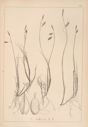 Herbier de la flore française Pl.1286 (1867-1876)