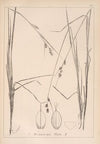 Herbier de la flore française Pl.1287 (1867-1876)