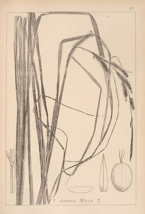 Herbier de la flore française Pl.1288