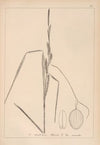 Herbier de la flore française Pl.1289