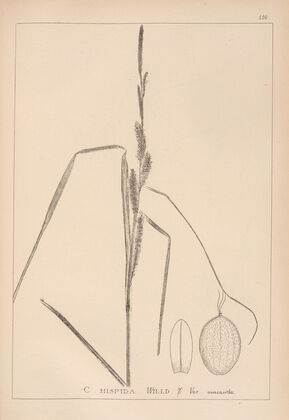 Herbier de la flore française Pl.1289
