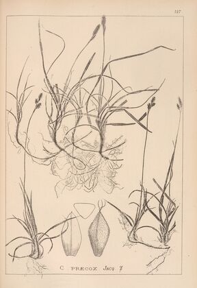 Herbier de la flore française Pl.1290
