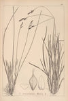 Herbier de la flore française Pl.1291