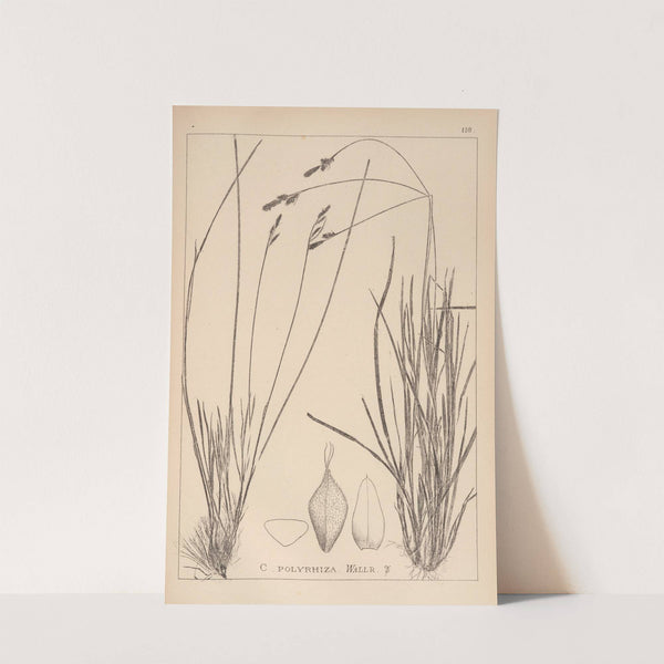 Herbier de la flore française Pl.1291 by Louis Antoine Cusin