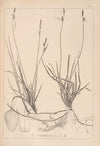 Herbier de la flore française Pl.1292