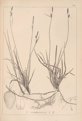 Herbier de la flore française Pl.1292