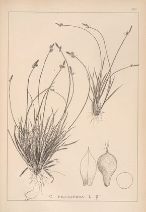 Herbier de la flore française Pl.1293