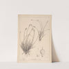 Herbier de la flore française Pl.1293 by Louis Antoine Cusin