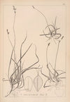 Herbier de la flore française Pl.1294