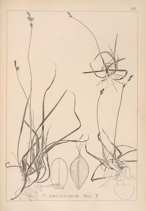Herbier de la flore française Pl.1294