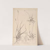 Herbier de la flore française Pl.1294 by Louis Antoine Cusin