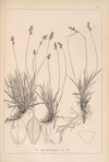 Herbier de la flore française Pl.1295
