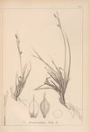 Herbier de la flore française Pl.1296