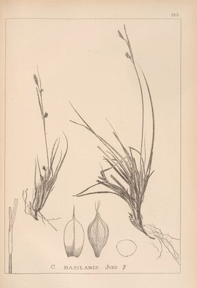 Herbier de la flore française Pl.1296