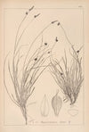 Herbier de la flore française Pl.1297