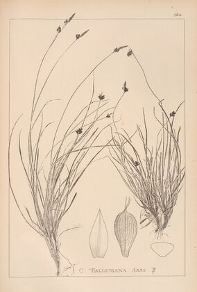 Herbier de la flore française Pl.1297