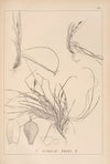 Herbier de la flore française Pl.1299