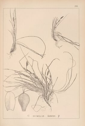 Herbier de la flore française Pl.1299