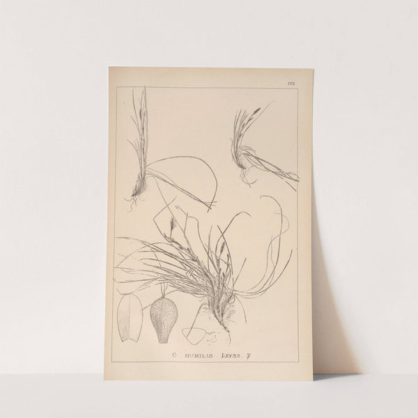 Herbier de la flore française Pl.1299 by Louis Antoine Cusin