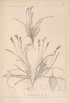 Herbier de la flore française Pl.1300