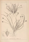Herbier de la flore française Pl.1301