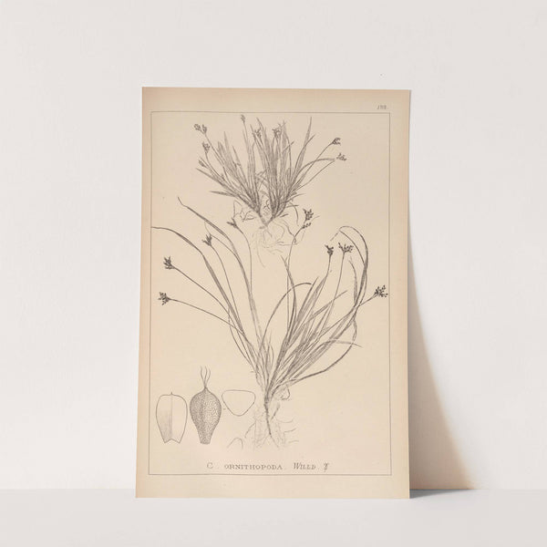 Herbier de la flore française Pl.1301 by Louis Antoine Cusin