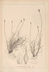 Herbier de la flore française Pl.1302