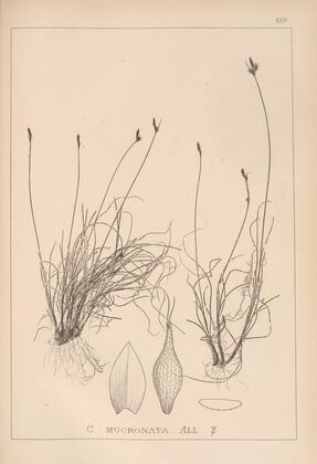 Herbier de la flore française Pl.1302