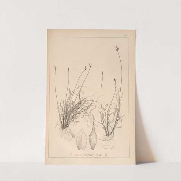 Herbier de la flore française Pl.1302 by Louis Antoine Cusin