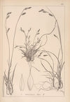 Herbier de la flore française Pl.1303