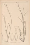 Herbier de la flore française Pl.1305