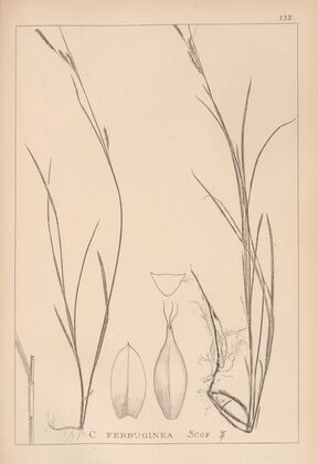 Herbier de la flore française Pl.1305