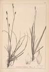 Herbier de la flore française Pl.1306