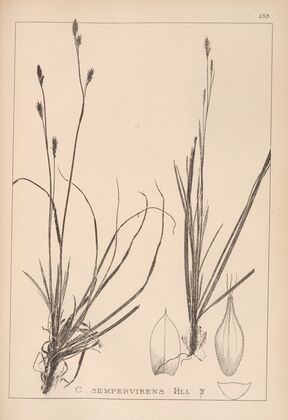 Herbier de la flore française Pl.1306