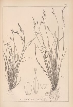 Herbier de la flore française Pl.1308