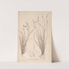 Herbier de la flore française Pl.1308 by Louis Antoine Cusin