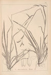 Herbier de la flore française Pl.1309