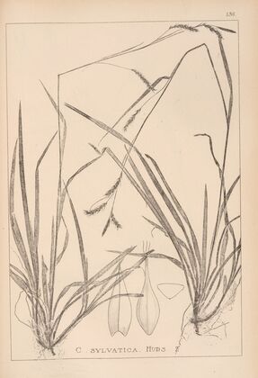 Herbier de la flore française Pl.1309