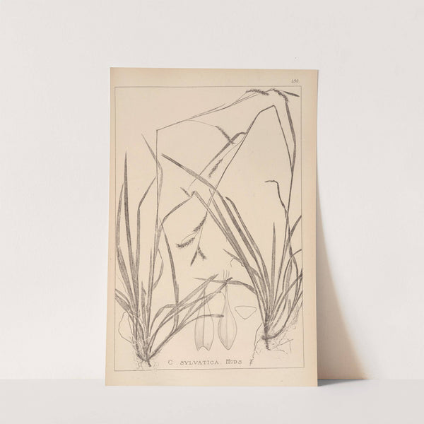 Herbier de la flore française Pl.1309 by Louis Antoine Cusin