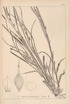 Herbier de la flore française Pl.1310