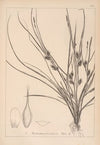 Herbier de la flore française Pl.1311