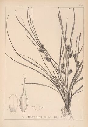 Herbier de la flore française Pl.1311